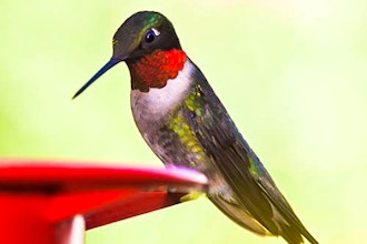 Hummingbird Photography